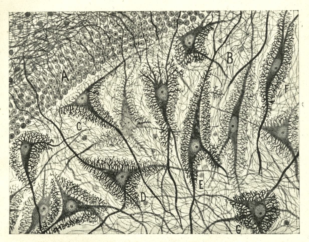 Cajal draws the neuron